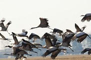 Grues cendrées
