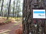 Forêt