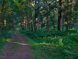 Dans les forêts du Warndt