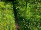 Dans les forêts du Warndt