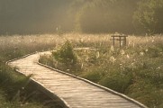 Tourbière de Landemarais-Parigné