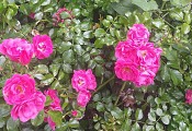 PR-22 de Mandres-les-Roses.
