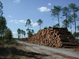 Houeillès, balade en forêt 
