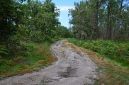 Houeillès, balade en forêt 