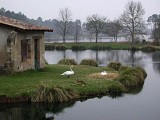 Casteljaloux, au pays des Cadets de Gascogne