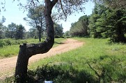 Arbre à Chaise