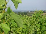 ITIAQU047FS0007T_MauvezinTerrier2