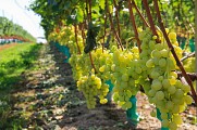ITIAQU047FS000C7_Buzet-9