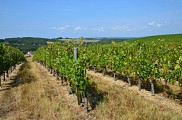 Vignes Bruch