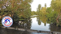 Le bois de Moléans