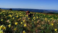 Jonquilles sur le Mont Lozère