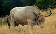 Elevage Aubrac
