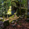 La Roche Martine