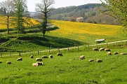 Randonnée des vieux chênes_2