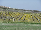 La Petite Champagne