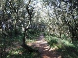 Dolus-d'Oléron : dunes et marais