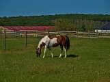 Chevaux au détour du chemin