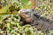 Le morne Morel