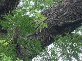 La forêt de Montravail