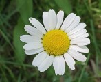 sentier botaniste