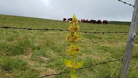 Le Plomb du Cantal