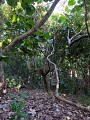 Bois Baron / Anse Maurice