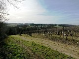 Vignes