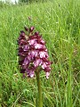 Orchis