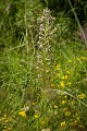 Orchis bouc