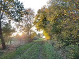 Entre champ et forêt