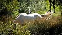 Reserve_Naturelle_du_Mejean_EXCLUSIF_ADT34_-_E_Brendle_5
