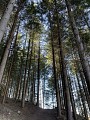 A l'ombre des sous bois