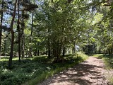 Traversée en sous-bois