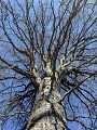 Arbre remarquable sur le circuit