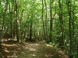 Pollionnay - Promenons-nous dans les bois