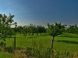 Vergers à Saint-Jure