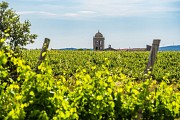 Vignes et clocher de La Liviniere