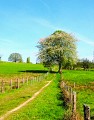 chemin.jpg_3
