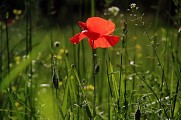 Coquelicot 