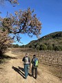 randonneurs dans vignes IGP Haute Vallee de l'Orb