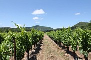 Vignes