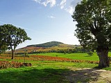 Vue sur le mont Brouilly
