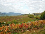 Vignes à la sortie de Beaujeu