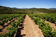 Vignes en feuille et Caroux en fond