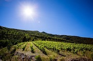 Vignoble à Berlou