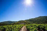Vignes et Berlou