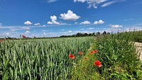 Agriculture