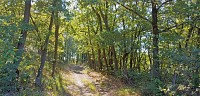 Le bois de Montrond