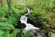 LE TORRENT à Storckenshon (68): le Chauvelin