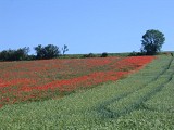 Campagne_2006©VisitBeauvais (12)